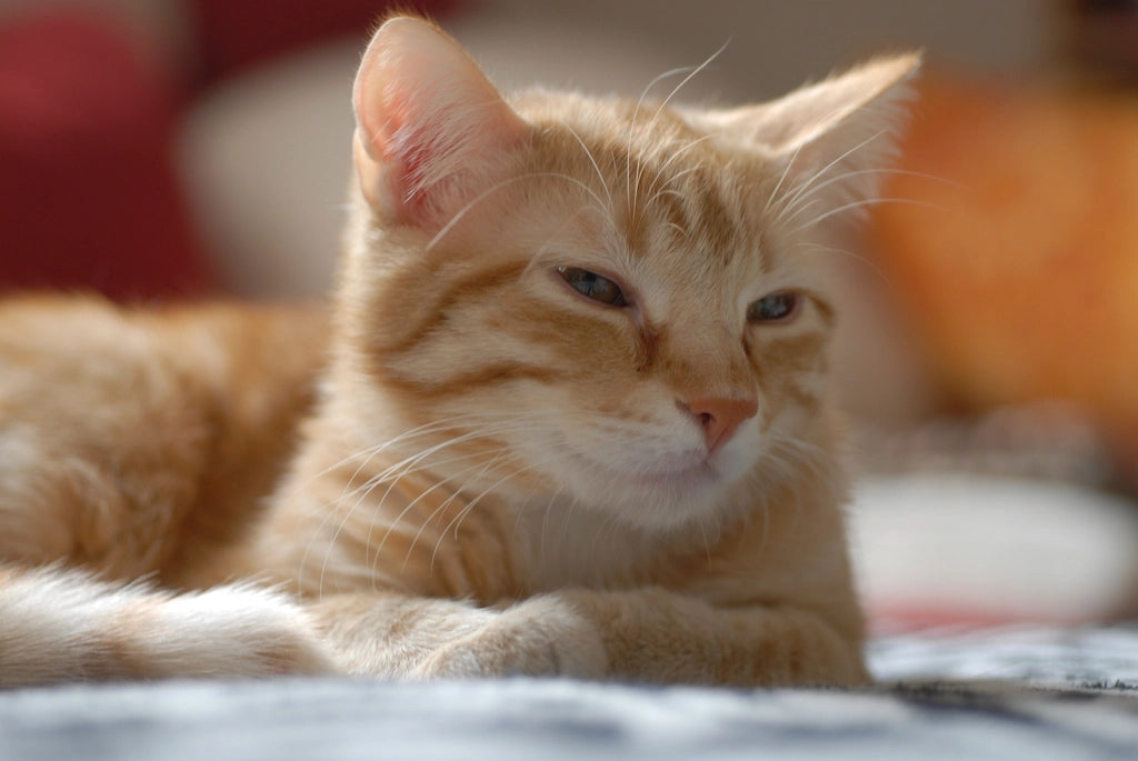 Ofertas purrfectas para gatitos