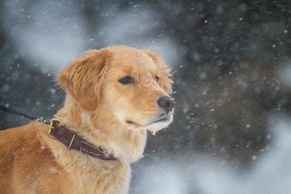 Consejos de entrenamiento para un perro educado