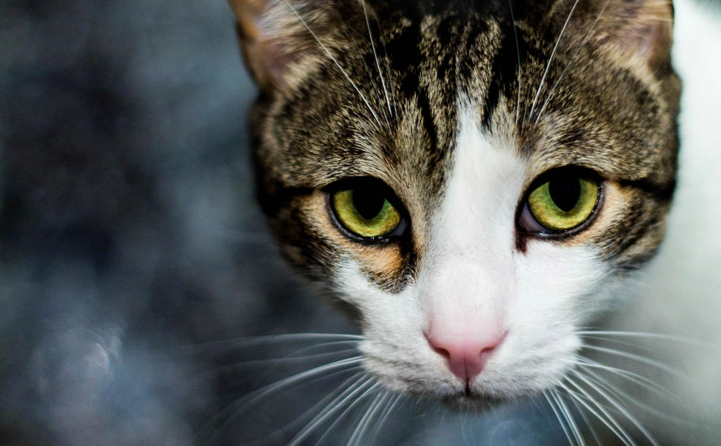 Gatos