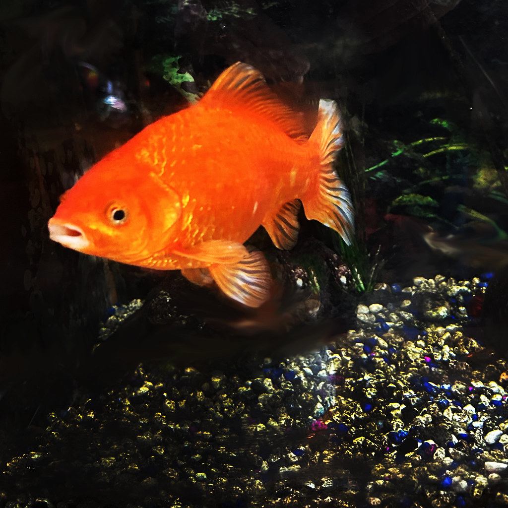 Peces