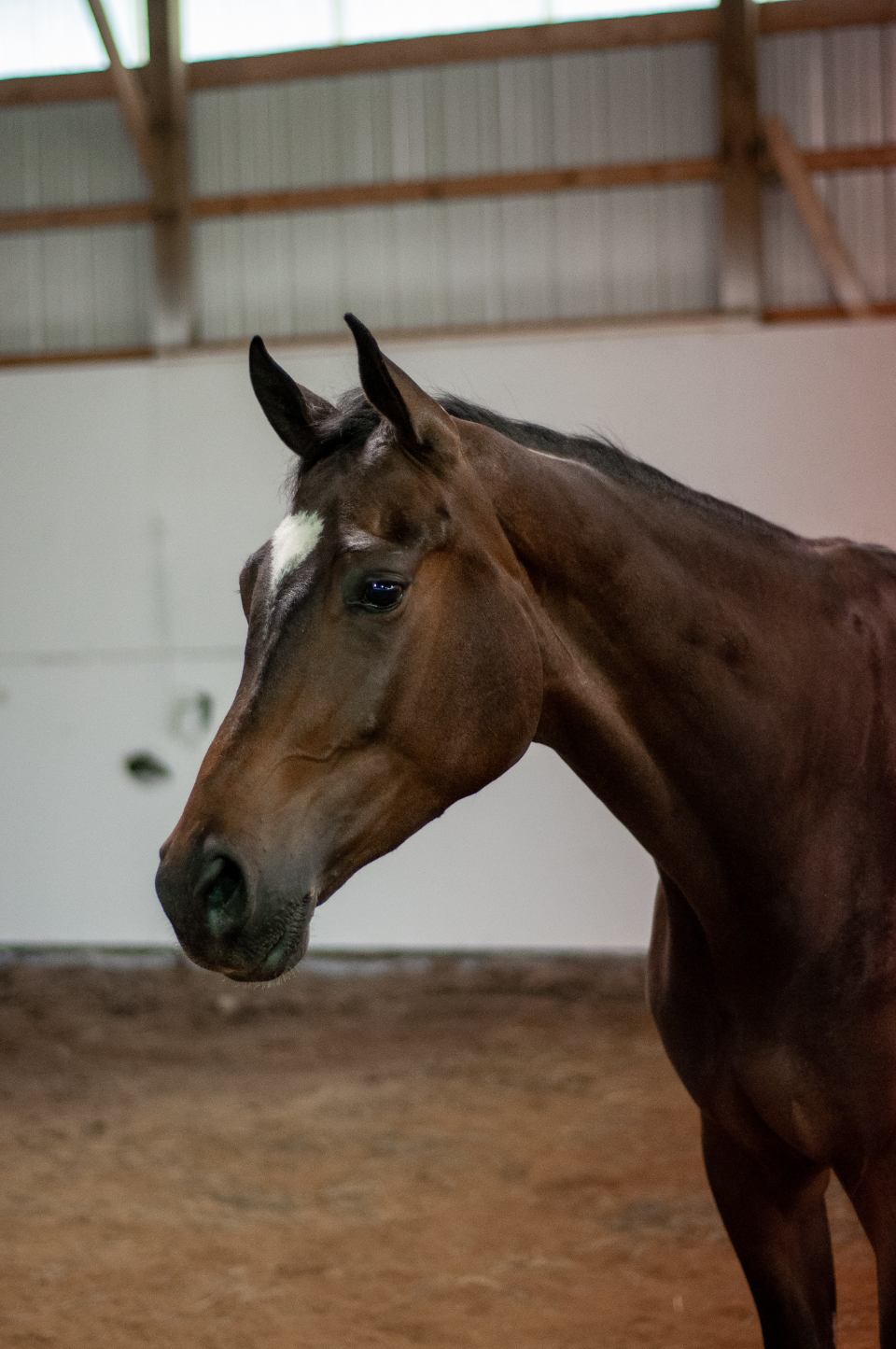 Caballos