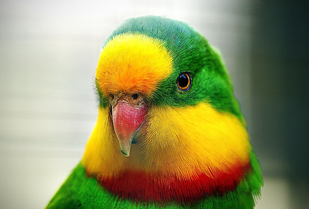 Aves