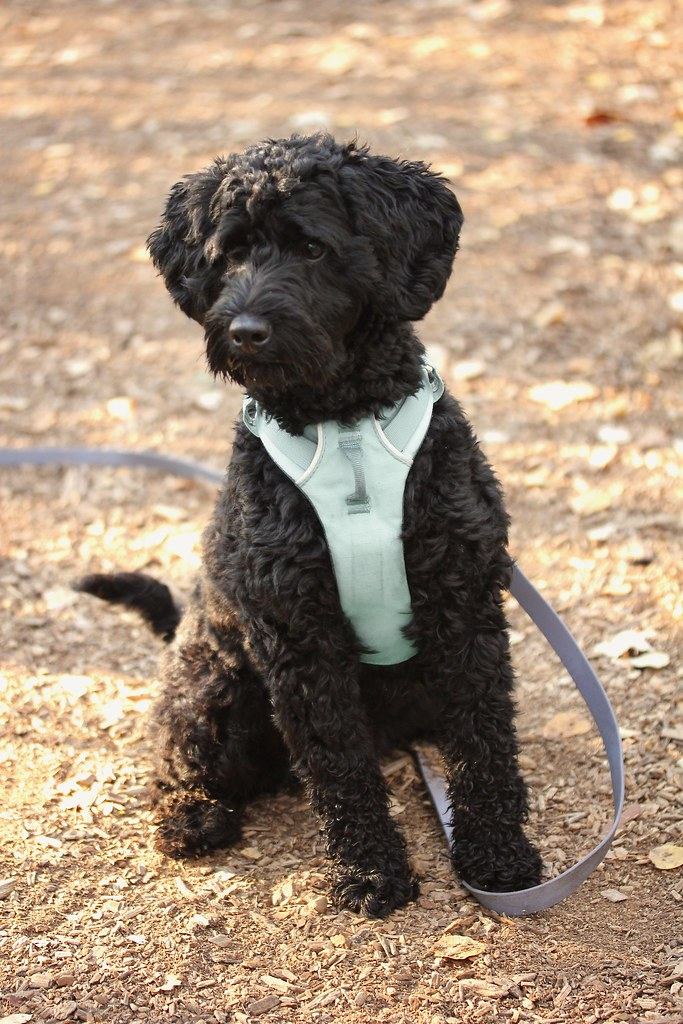 @lolathepoodle